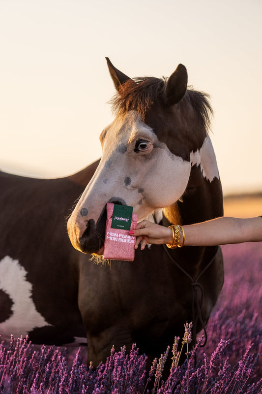 Chaussettes Mon Poney Mon Bolide – Corail - Equislay